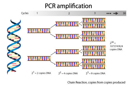 Αναπαράσταση της διαδικασίας πολλαπλασιασμού DNA μέσω της μεθόδου PCR
